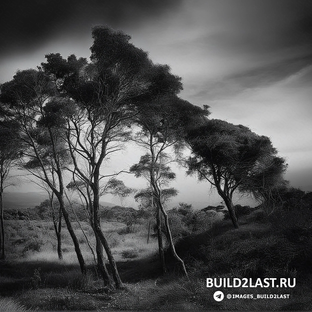 Черно-белая фотография, акцентирующая внимание на контрасте.